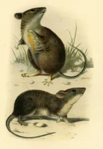 Natural History Prints: St. Kilda Mice, 1899, (1943). Creator: P. J. Smit