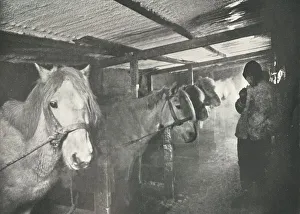 The Stables in Winter, c1910–1911, (1913). Artist: Herbert Ponting The Stables in Winter, c1910–1911, (1913). Artist: Herbert Ponting