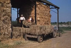 Bale Gallery: Stacking Bales of Hay in Dutch Barns, c1960s. Artist: CM Dixon