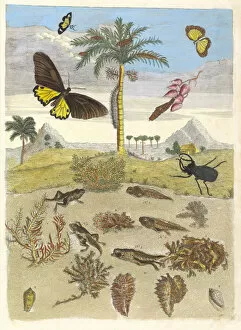 Botanical Illustration Gallery: Stag beetle, Amphibians, and Palm trees. From the Book Metamorphosis insectorum... 1705