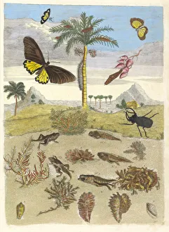 Plant Science Prints: Stag beetle, Amphibians, and Palm trees. From the Book Metamorphosis insectorum... 1705