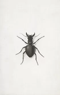 A Stag Beetle, . Creator: Pierre-Joseph Redoute