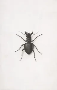 Antenna Prints: A Stag Beetle. Creator: Pierre-Joseph Redoute