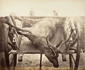 Stag Gallery: Stag in Cart, ca. 1858. Creator: Horatio Ross