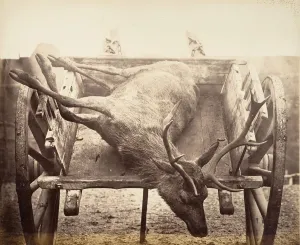 Stag Gallery: Stag in Cart, ca. 1858. Creator: Horatio Ross