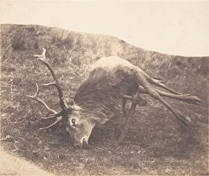 Stag Gallery: Stag Shot by Mrs. Ross, ca. 1857. Creator: Horatio Ross