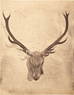 Stag Gallery: Stag Trophy Head Killed by Ned Ross, ca. 1857. Creator: Horatio Ross