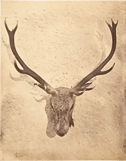 Trophy Head Prints: Stag Trophy Head Killed by Ned Ross, ca. 1857. Creator: Horatio Ross