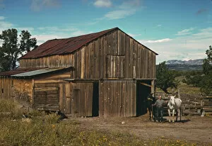 Mules Collection: Bill Stagg, homesteader, in front of his barn, Pie Town, New Mexico, 1940. Creator: Russell Lee