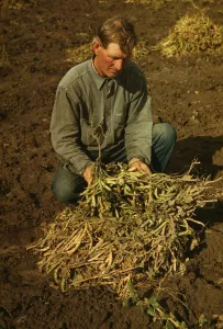 Slides Color Gmgpc Prints: Bill Stagg, homesteader, with pinto beans