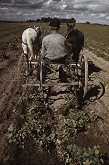 Beans Prints: Bill Stagg turning up pinto beans, Pie Town, New Mexico, 1940. Creator: Russell Lee