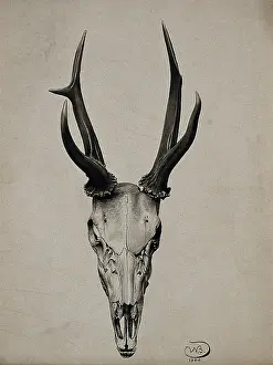 Antler Prints: A stag's skull seen from above, 1904