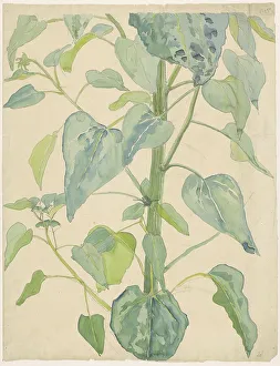Sunflower Prints: Stalk and Leaves of a Sunflower, 1874-1918. Creator: Martinus van Andringa