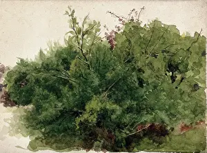 Wild Prints: A stand of bushes, c1900s. Creator: Unknown