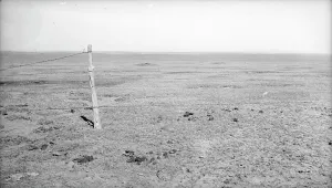 Climate Prints: Stand of vega grass eaten off close, New Mexico, 1935. Creator: Dorothea Lange