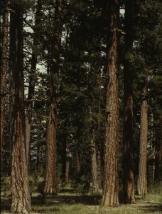 Oregon United States Of America Prints: Stand of virgin ponderosa pine