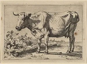 Horns Prints: Standing Cow (Cow with a Crumpled Horn), 1650. Creator: Paulus Potter