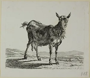 Reinhart Johann Christian Prints: Standing Goat, from Die Zweite Thierfolge, 1800. Creator: Johann Christian Reinhart
