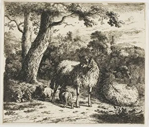 Jan Van Der Meer Prints: Standing Sheep and Two Lambs, 1685. Creator: Jan van der Meer