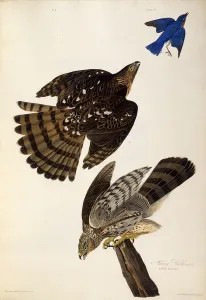 Stanley Hawks. From The Birds of America, 1827-1838. Creator: Audubon