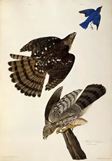 Audubon Gallery: Stanley Hawks. From The Birds of America, 1827-1838. Creator: Audubon