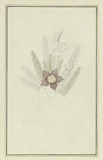 Succulent Prints: Stapelia hirsute L. (Starfish flower), 1777-1786. Creator: Robert Jacob Gordon
