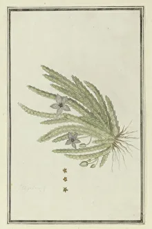 Succulent Prints: Stapelia paniculata Willd.(Small starfish flower), 1777-1786. Creator: Robert Jacob Gordon
