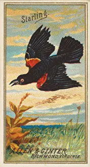 Starling Prints: Starling, from the Birds of America series (N4) for Allen & Ginter Cigarettes Brands
