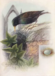 Starling Prints: Starling - Stur nus vulga ris, c1910, (1910). Artist: George James Rankin