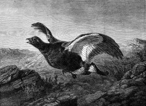 Conservation Prints: Startled, by Harrison Weir, in the Exhibition of the Institute of Painters in Water Colours