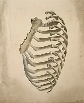 Ribcage Prints: Sternum and right side of rib cage, seen from behind, 1831. Creator: GE Blenkins