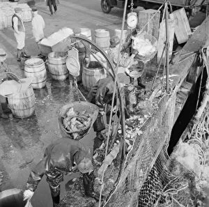 Catch Collection: Stevedores at the Fulton fish market unloading fish from boats caught... New York, 1943