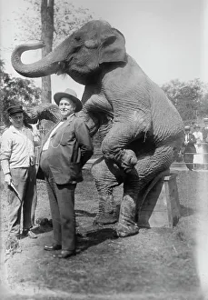Humorist Prints: Stewart & elephant, between c1915 and c1920. Creator: Bain News Service