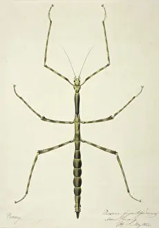 Natural History Prints: Stick insect, c1820. Creator: Unknown