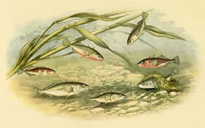 Fishes Prints: Sticklebacks, 1879, (1943). Creator: Alexander Francis Lydon