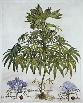 Bulbs Gallery: Stinking Hellebore, and Two Kinds of Crocus, from Hortus Eystettensis, by Basil Besler