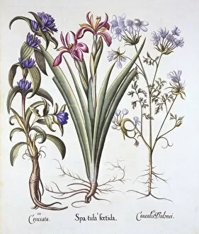 Medicinal Gallery: Stinking Iris, Orlaya, and Crosswort Gentian, from Hortus Eystettensis, by Basil Besler