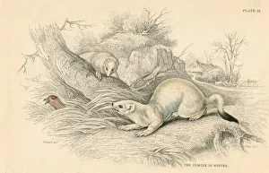 Stoat (Mustela erminea), member of the weasel family, 1828