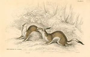 Macgillivray Prints: Stoat (Mustela erminea), member of the weasel family, 1828