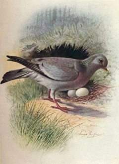 Birds And Their Nests Collection: Stock-Dove - Colum ba oe nas, c1910, (1910). Artist: George James Rankin
