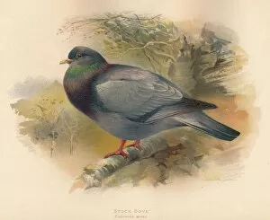 Charles Whymper Gallery: Stock Dove (Columba aenas), 1900, (1900). Artist: Charles Whymper