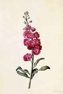 Stock (Matthiola Incana), c. 1746 (hand coloured engraving)