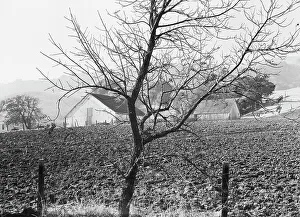 Ranch Prints: Stock ranch and plowed field, Contra Costa County