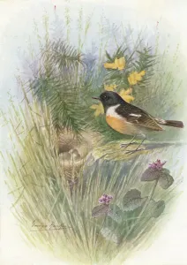 Arthur Landsborough Prints: Stonechat - Pratin cola rubic ola, c1910, (1910). Artist: George James Rankin