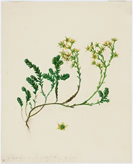 Aspelin Haapkyla Collection Prints: Stonecrop, 1840-1849. Creator: Ferdinand von Wright