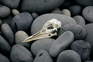 Skull Gallery: Stones, Iceland A. Creator: Tom Artin