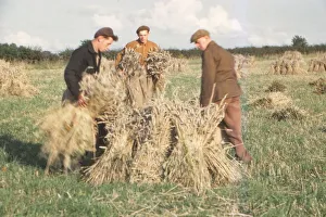 Stook Prints: Stooking Corn Wheat in August, Yorkshire, c1960. Artist: CM Dixon