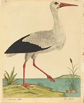 Stork Gallery: The Stork (Ciconia Alba), published 1731 / 1738. Creator: Eleazar Albin