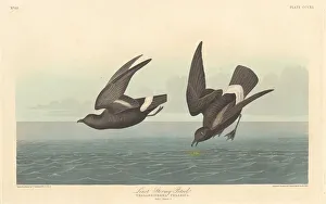 Robert Havell Prints: Least Stormy Petrel, 1836. Creator: Robert Havell