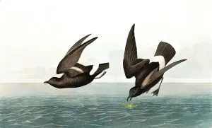 John James Audubon 1785 1851 Prints: Least Stormy Petrel, Thalassidroma Pelagica, 1845